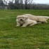 5 Generation Pedigree Golden Retrievers Puppies
