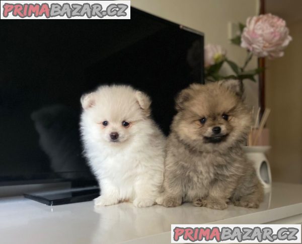 stunning-pomeranian-puppies