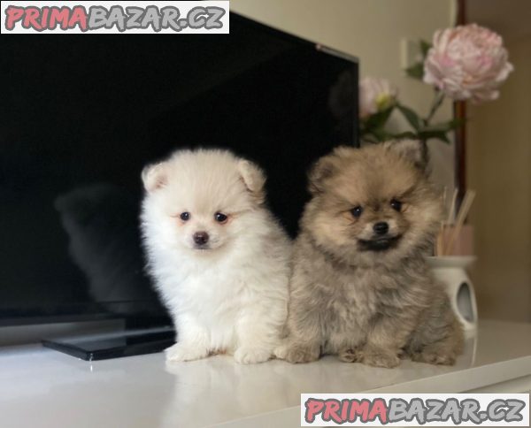 STUNNING POMERANIAN PUPPIES