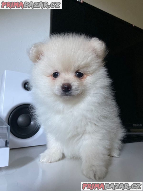 STUNNING POMERANIAN PUPPIES