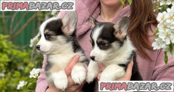 Pembroke Welsh Corgi puppies