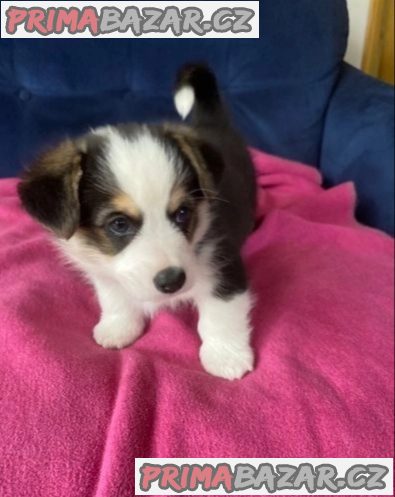 Pembroke Welsh Corgi puppies