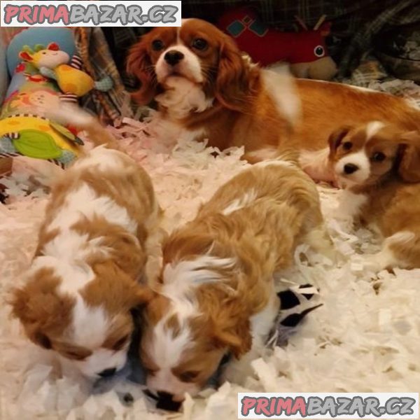 delightful-cavalier-king-charles-spaniel-puppies