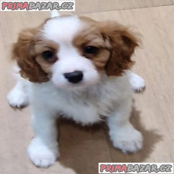 Delightful Cavalier King Charles Spaniel puppies