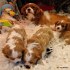 Delightful Cavalier King Charles Spaniel puppies