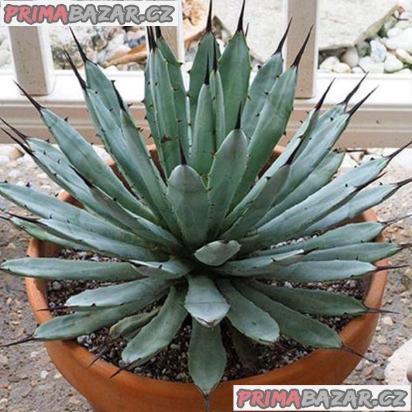 sazenice-agave-macroacantha-velikost-ruzice-3-5cm