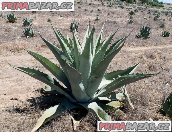 sazenice-agave-durangensis-velikost-ruzice-3-5cm