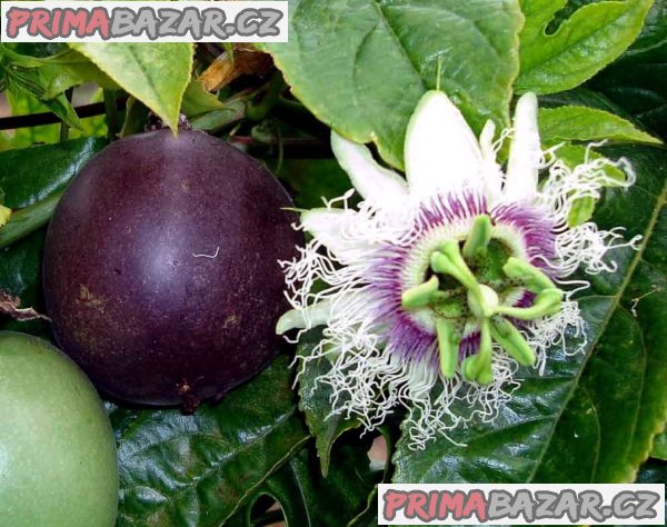 sazenice-passiflora-edulis-mucenka-jedla-vel-cca-20-30-cm