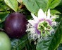 Sazenice Passiflora edulis - mučenka jedlá vel. cca 20-30 cm