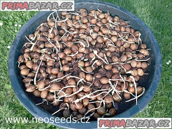 1 x naklíčené semeno Cycas Revoluta - Cycas Japonský