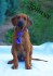 Rhodéský ridgeback s PP