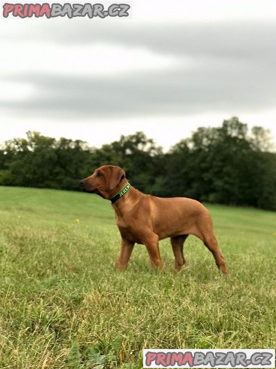 Rhodéský ridgeback s PP