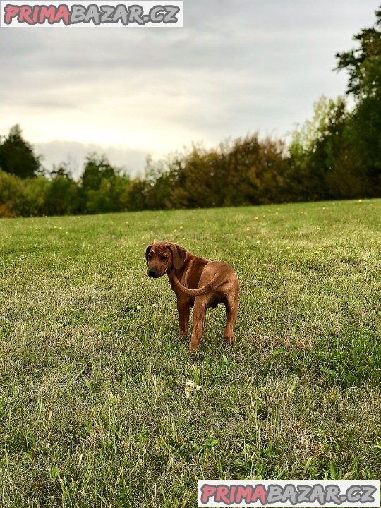 Rhodéský ridgeback s PP