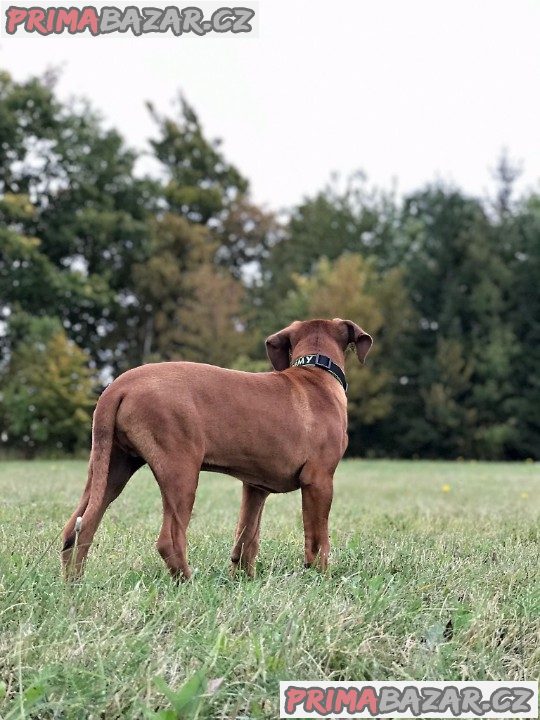 Rhodéský ridgeback s PP