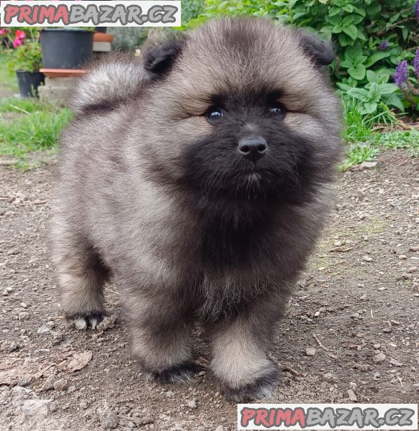 Německý špic vlčí / keeshond prodám štěnata s PP