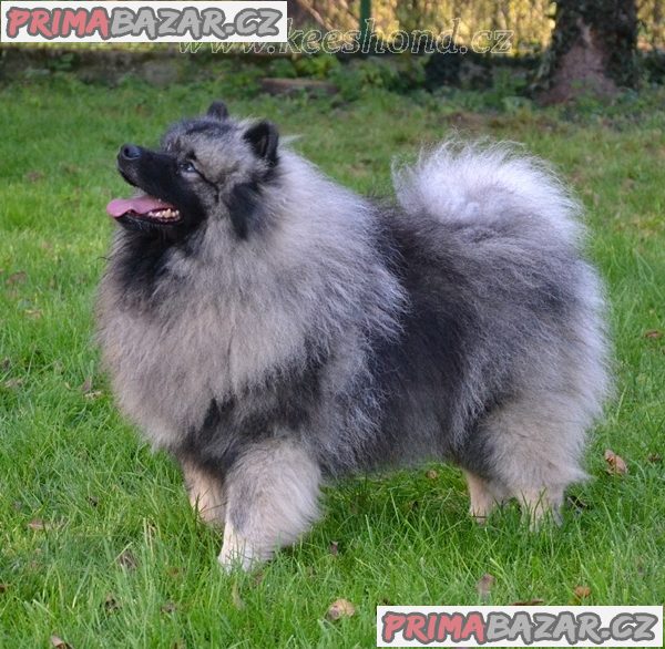 Německý špic vlčí / keeshond prodám štěnata s PP