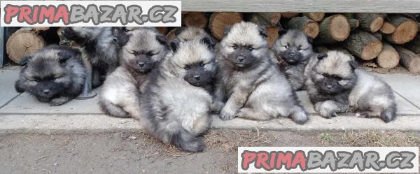 Německý špic vlčí / keeshond prodám štěnata s PP