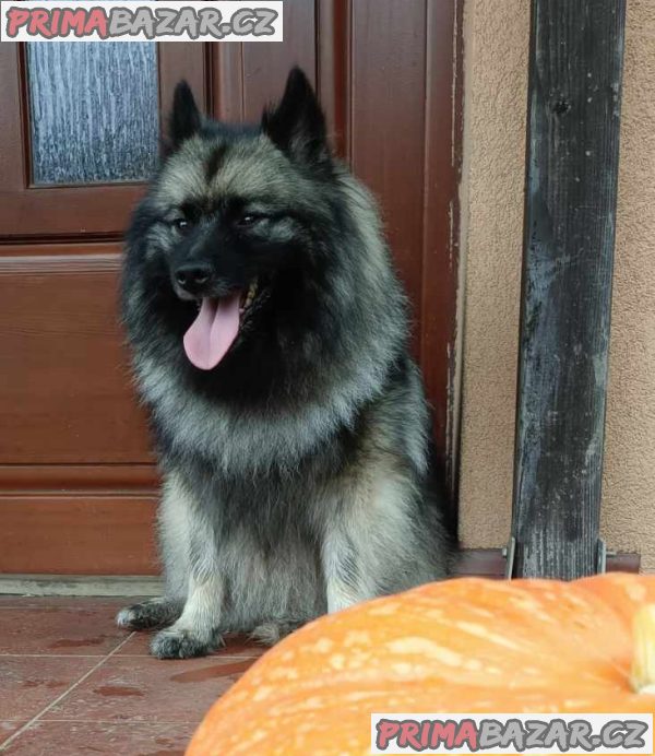 Německý špic vlčí / keeshond prodám štěnata s PP