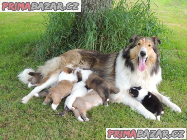 Krásná štěňátka Border Rough Collie