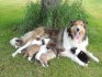 Krásná štěňátka Border Rough Collie