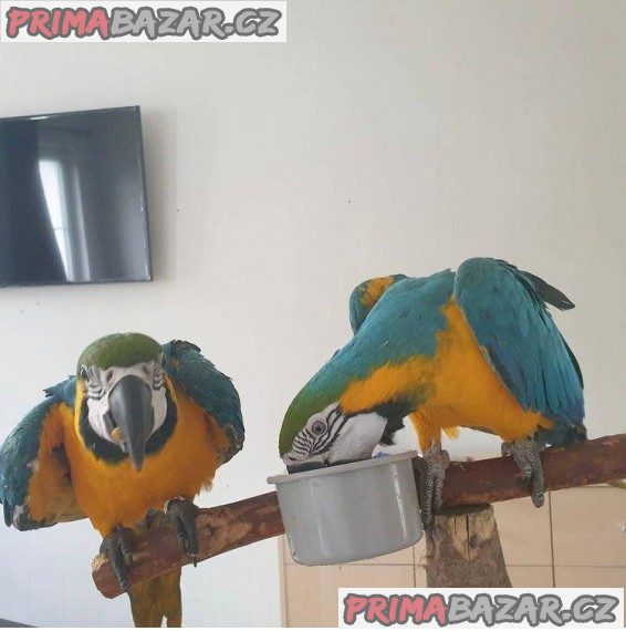 krasne-modre-a-zlate-papousky-ara