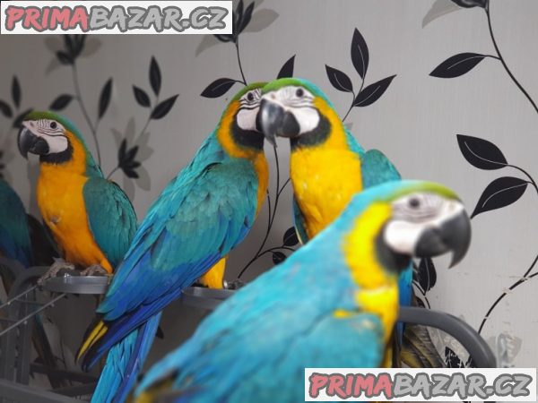 Krásné modré a zlaté papoušky ara
