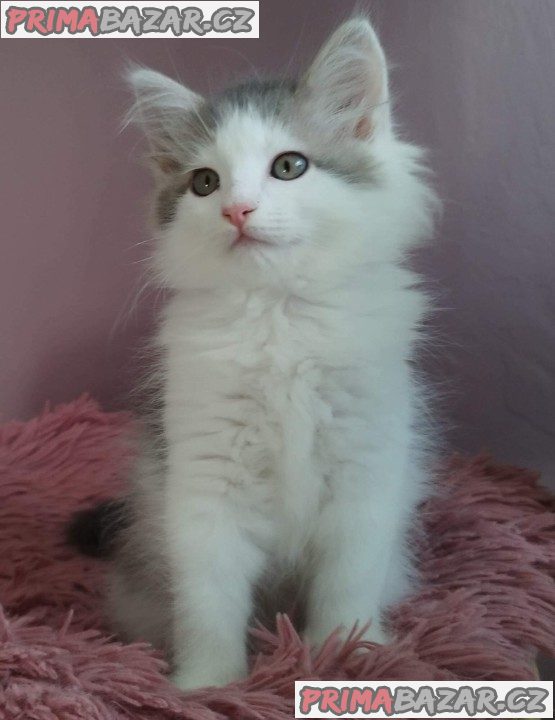 Krásná sibiřská koťátka