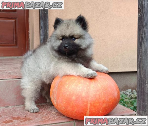 Německý špic vlčí / keeshond prodám štěnata s PP