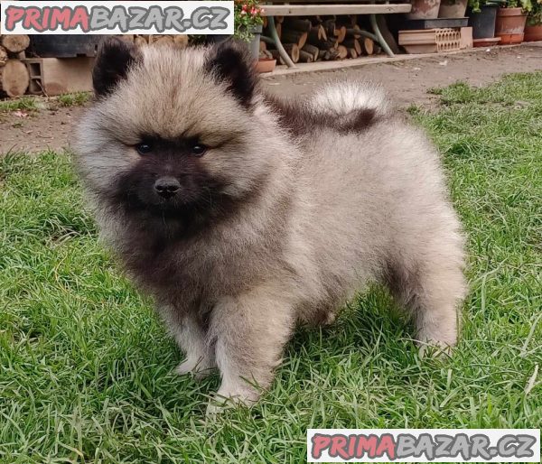 Německý špic vlčí / keeshond prodám štěnata s PP