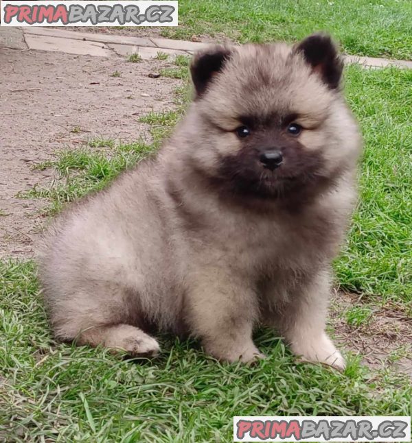 Německý špic vlčí / keeshond prodám štěnata s PP