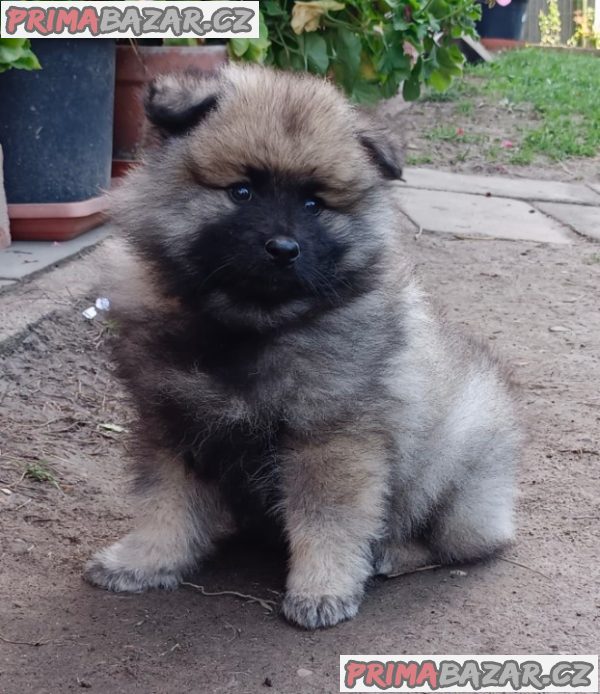 Německý špic vlčí / keeshond prodám štěnata s PP