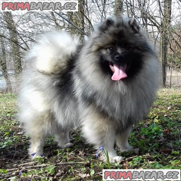 Německý špic vlčí / keeshond prodám štěnata s PP