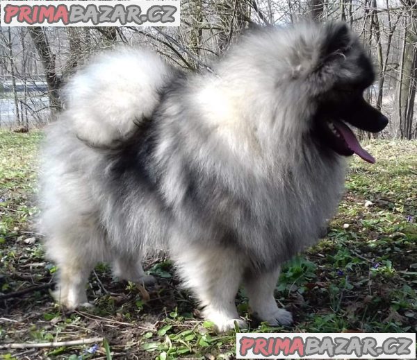 Německý špic vlčí / keeshond prodám štěnata s PP