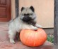 Německý špic vlčí / keeshond prodám štěnata s PP