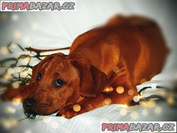 rhodesky-ridgeback-s-pp