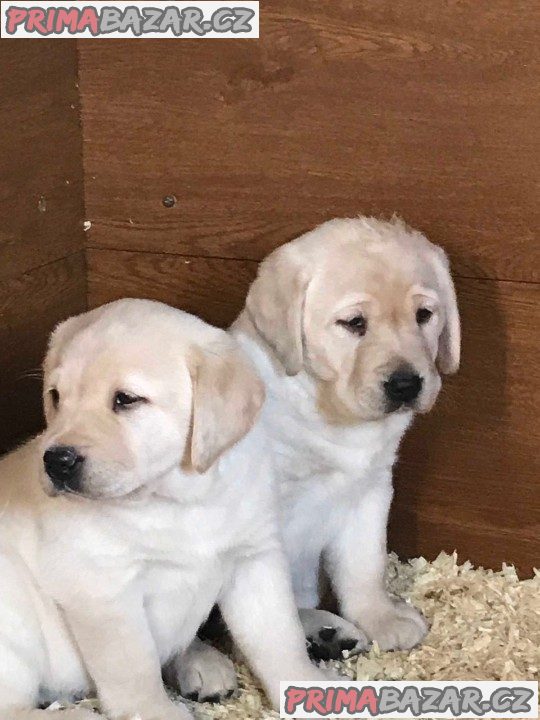 Máme dvě štěňata labradorského retrívra na návrat do domova.