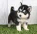 Prodám roztomilá štěňata sibiřského huskyho pejska a fenky