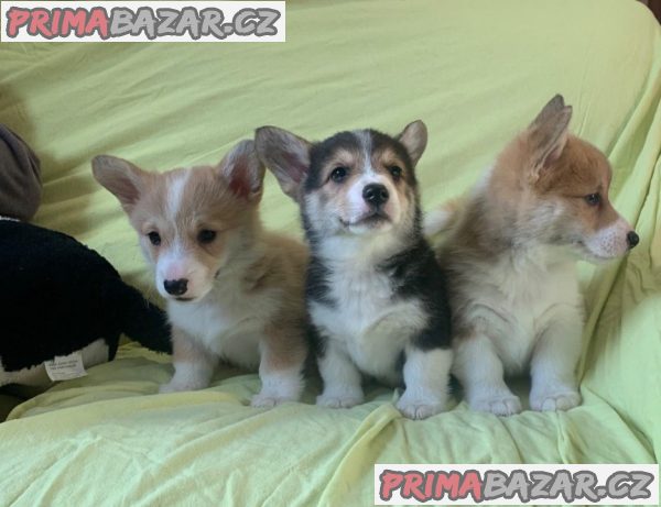 stenata-pembroke-welsh-corgi