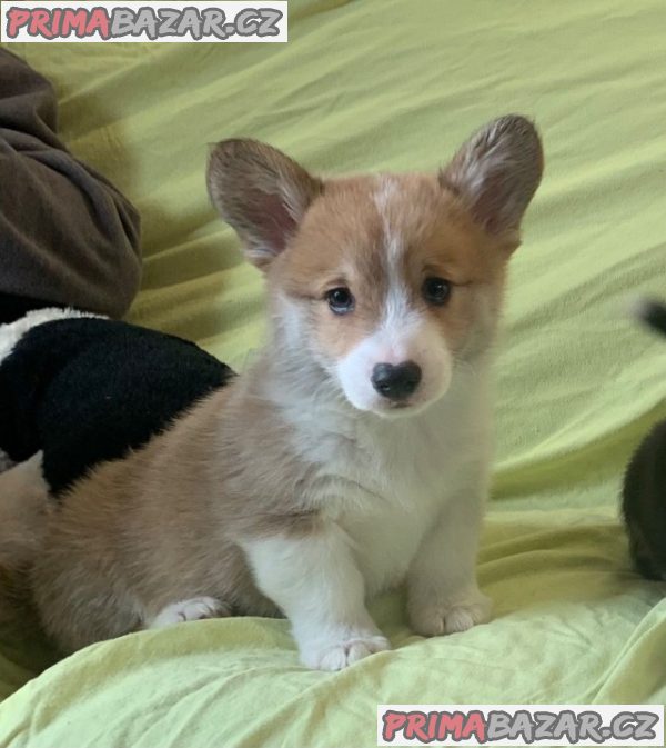 Štěňata Pembroke Welsh Corgi