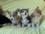 Štěňata Pembroke Welsh Corgi