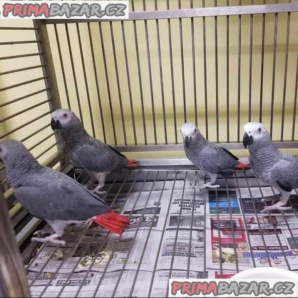 papousci-ruznych-druhu-a-jejich-plodna-vajicka-na-prodej