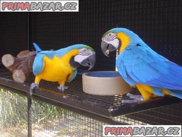 samec-a-samice-modrych-a-zlatych-papousku-na-prodej