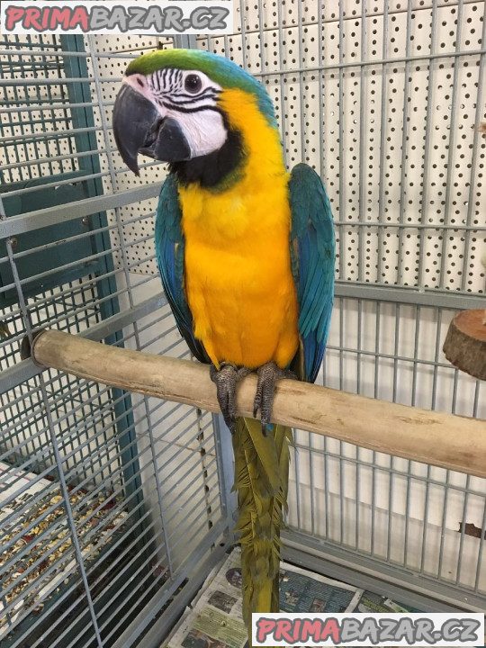 samec a samice modrých a zlatých papoušků na prodej
