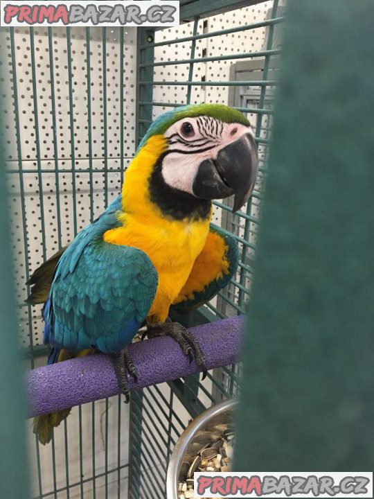 samec a samice modrých a zlatých papoušků na prodej