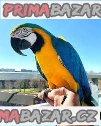 Prodám 10měsíční samce a samice papoušků ara