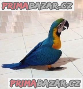 Prodám 10měsíční samce a samice papoušků ara