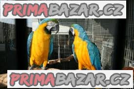 zdrave-samce-a-samice-papousku-ara-na-prodej