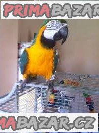 zdravé samce a samice papoušků ara na prodej
