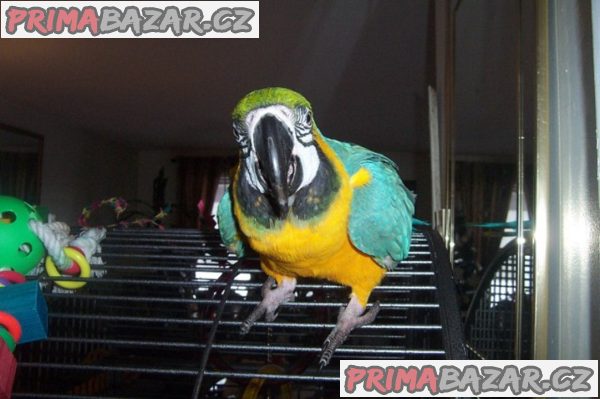 zdravé samce a samice papoušků ara na prodej
