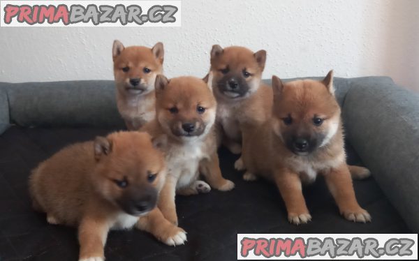 Shiba inu